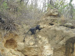 Cercopithecus mitis mitis