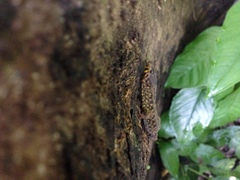 Lepidophyma