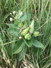 Asclepias asperula × viridis