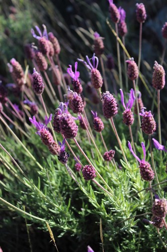 spanish lavender