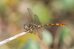 Aphylla angustifolia