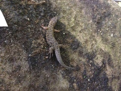 Lepidophyma