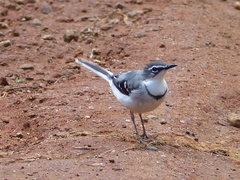 Motacilla clara