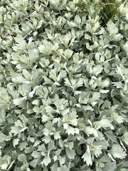 Artemisia stelleriana