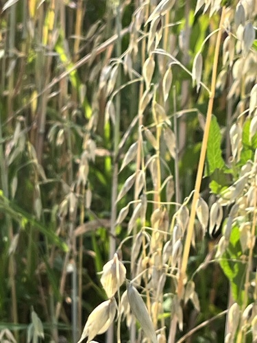 Avena strigosa iNat (2)