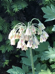Allium siculum