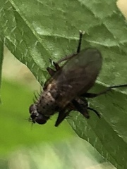 Coenosia