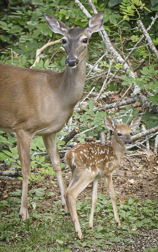 White-tailed Deer photographed in Georgia