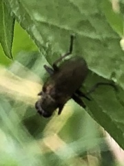 Coenosia