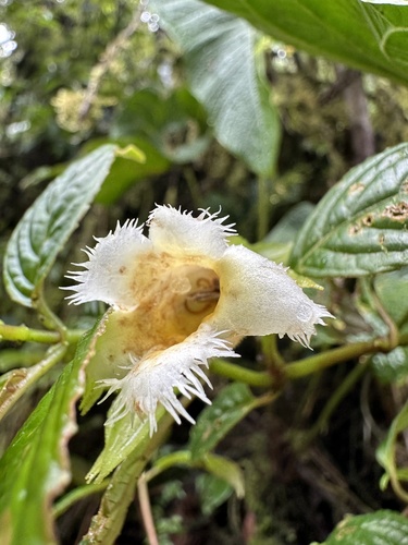Drymonia lanceolata, photograph 3