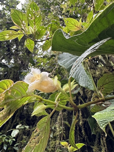 Drymonia lanceolata, photograph 2
