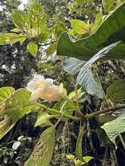 Drymonia lanceolata, photograph (c) Nicolás Baresch Uribe, some rights reserved (CC BY)