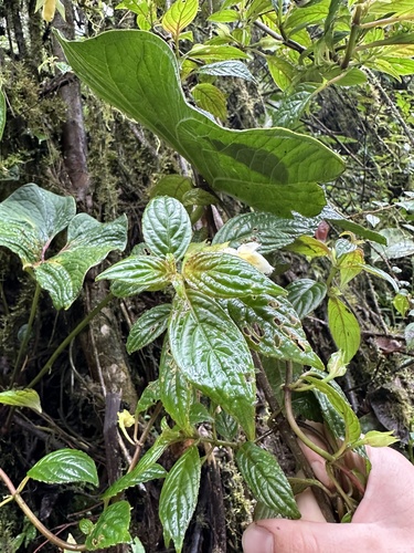 Drymonia lanceolata, photograph 4