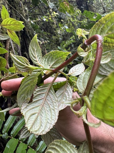Drymonia lanceolata, photograph 5