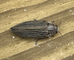 Buprestis striata