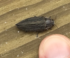 Buprestis striata