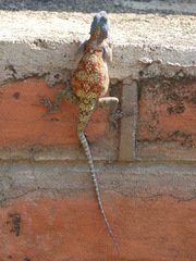 Agama kirkii