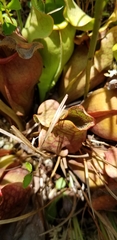 Sarracenia purpurea venosa