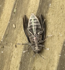 Buprestis striata