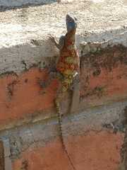 Agama kirkii