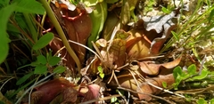Sarracenia purpurea venosa