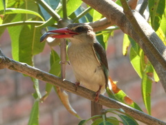 Four-Fingered Skink photo 3