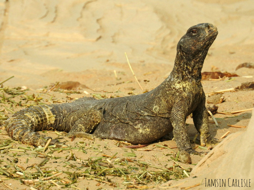 Egyptian Spiny–tailed Lizard