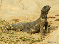 Egyptian Spiny-Tailed Lizard photo 2