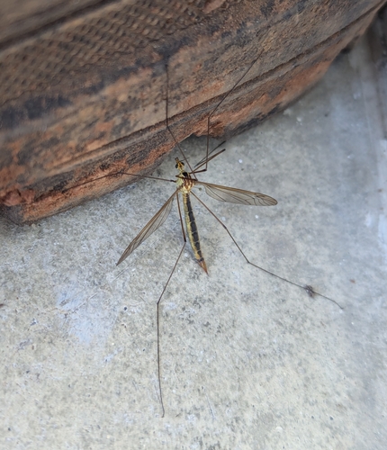 Nephrotoma occipitalis