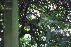 Sciurus carolinensis