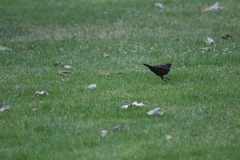 Turdus merula