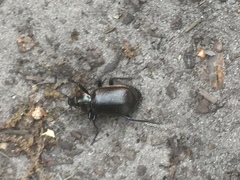 Calosoma inquisitor