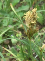 Carex arenaria