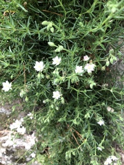 Spergularia rupicola
