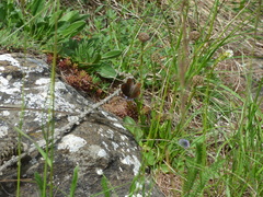 Lasiommata petropolitana