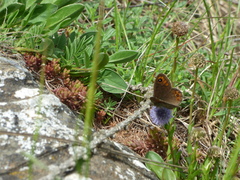Lasiommata petropolitana
