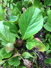 Bergenia crassifolia