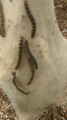 Eriogaster lanestris