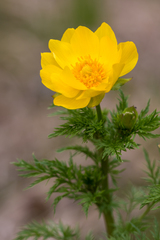 Adonis apennina