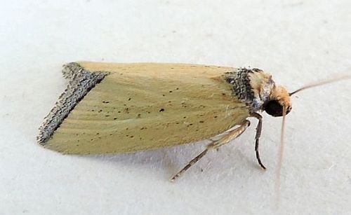 Pseudomarimatha flava
