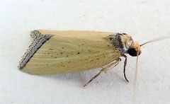 Pseudomarimatha flava