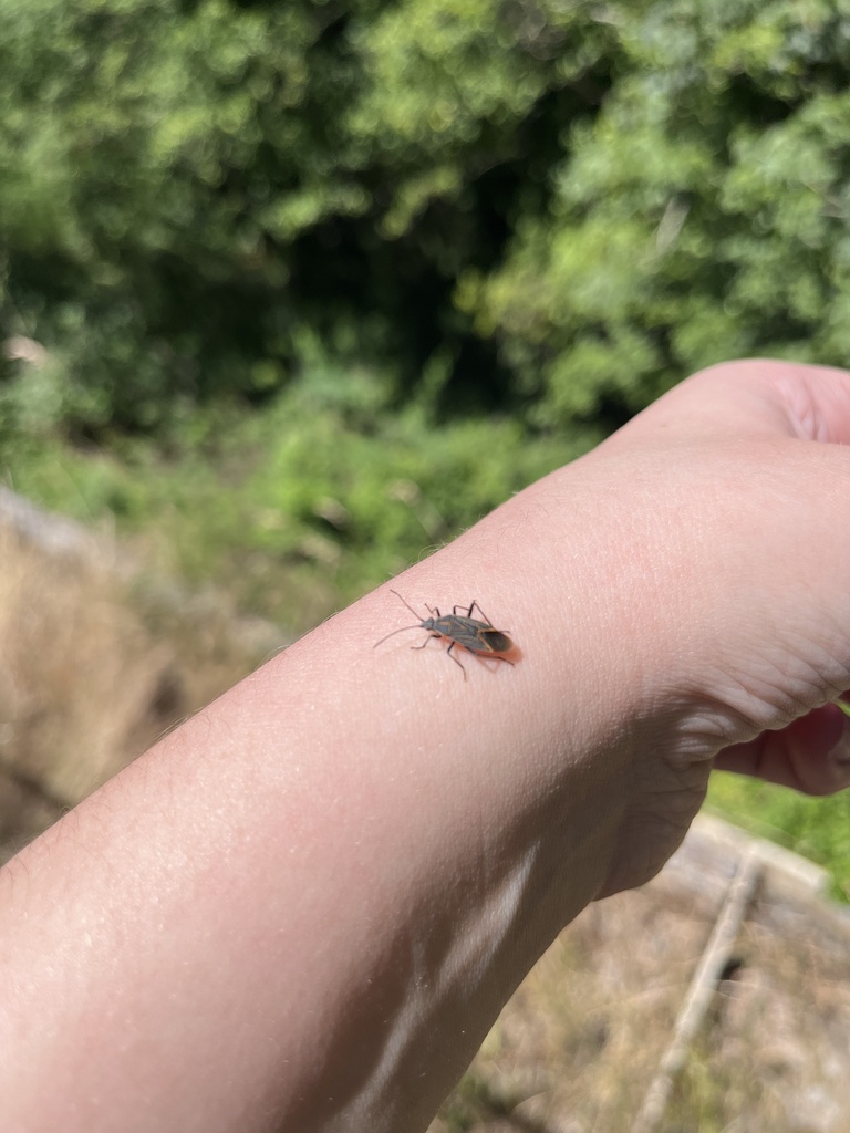 Western Boxelder Bug from Washington St SE, Olympia, WA, US on June 28 ...
