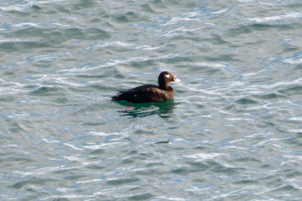 Stejneger's Scoter