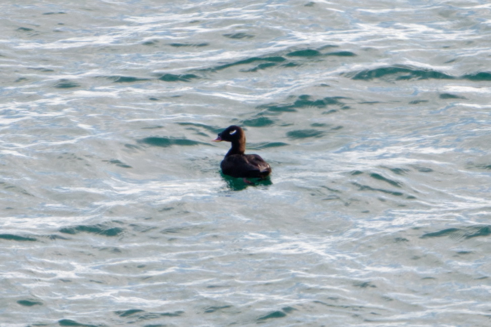 Stejneger's Scoter