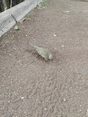 Columbina inca
