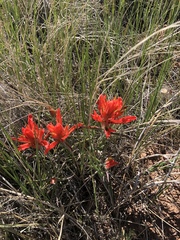 Castilleja integra