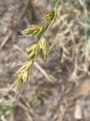 Carex arenaria