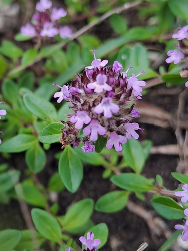 Keturbriaunis čiobrelis nuotrauka