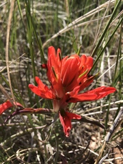 Castilleja integra