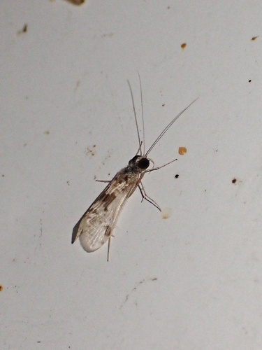 Hydropsyche aerata